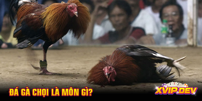 Đá gà chọi là môn gì?
