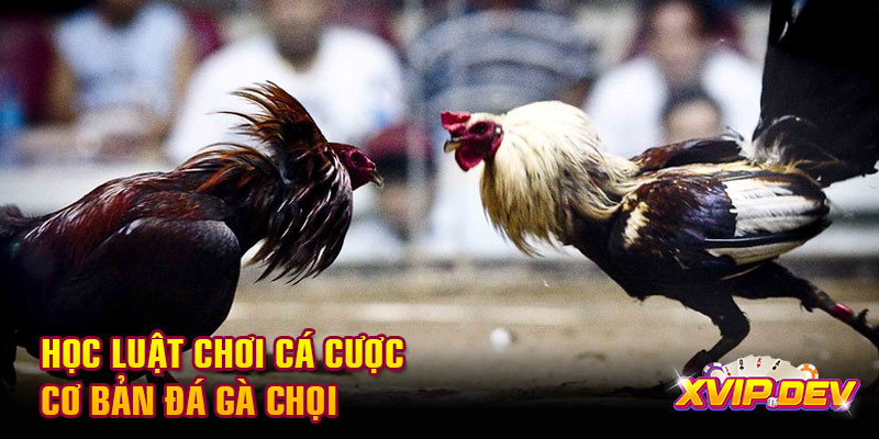 Học luật chơi cá cược cơ bản đá gà chọi