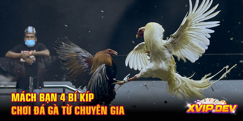 Mách bạn 4 bí kíp chơi đá gà từ chuyên gia