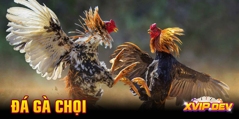Đá gà chọi – Trận chiến rực lửa không thể rời mắt