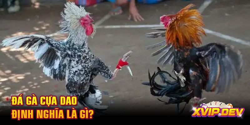 Đá gà cựa dao định nghĩa là gì?