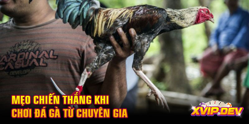 Mẹo chiến thắng khi chơi đá gà từ chuyên gia