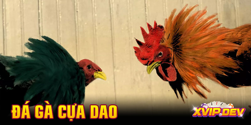 Cược đá gà cựa dao – Chơi tốc chiến, hồi hộp cùng mẹo thắng to