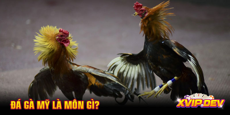 Đá gà Mỹ là môn gì?