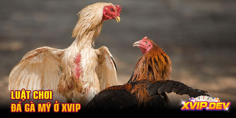 Luật chơi đá gà Mỹ ở Xvip