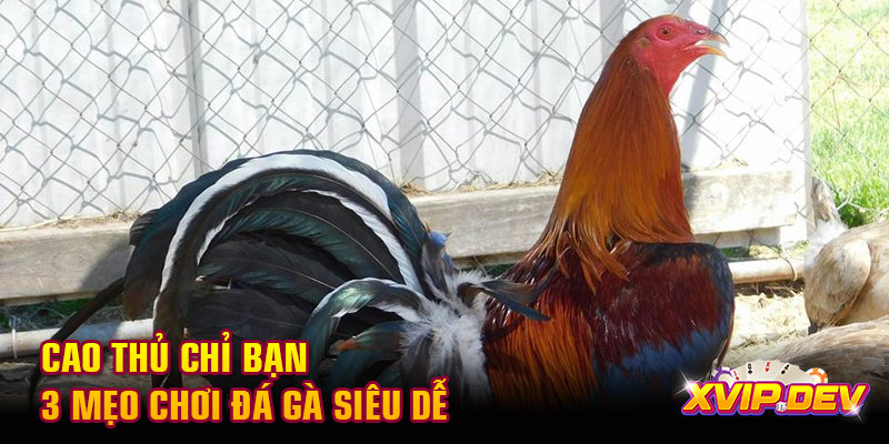 Cao thủ chỉ bạn 3 mẹo chơi đá gà siêu dễ