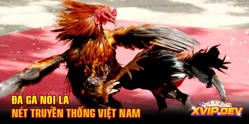 Đá gà nòi là nét truyền thống Việt Nam