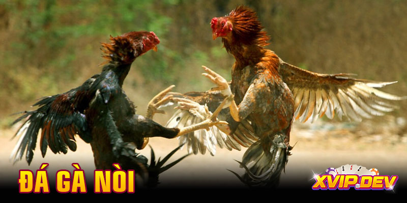 Đá gà nòi chuẩn Việt – Lối chơi dũng mãnh, hấp dẫn