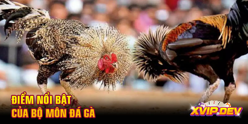 Điểm nổi bật của bộ môn đá gà