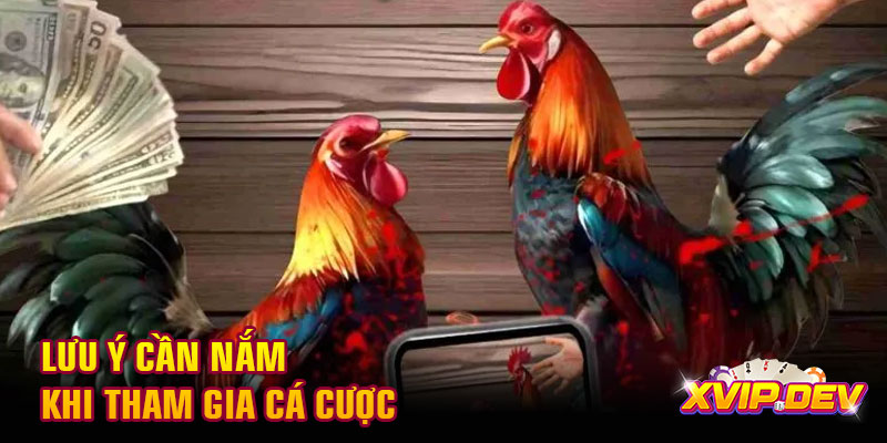 Lưu ý cần nắm khi tham gia cá cược