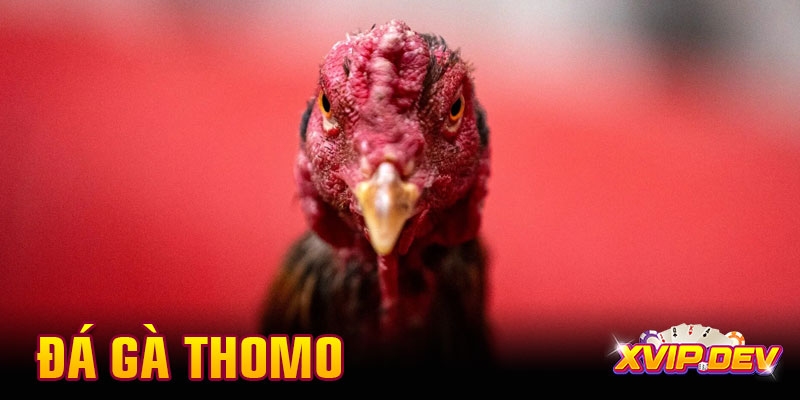 Đá gà Thomo là gì? Chọi gà trực tiếp từ đấu trường Campuchia