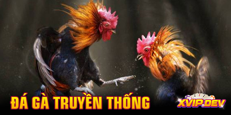 Đá gà truyền thống – Mãn nhãn từng trận đấu gay cấn