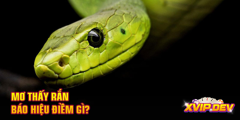 Mơ thấy rắn báo hiệu điềm gì? Mơ thấy rắn báo hiệu điềm gì?