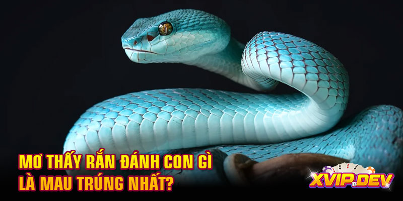 Mơ thấy rắn đánh con gì là mau trúng nhất? Mơ thấy rắn đánh con gì là mau trúng nhất?