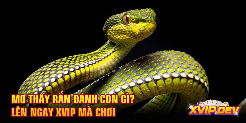 Mơ thấy rắn đánh con gì? Lên ngay Xvip mà chơi Mơ thấy rắn đánh con gì? Lên ngay Xvip mà chơi
