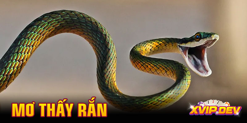 Mơ thấy rắn đánh con gì dễ trúng? Điềm báo lành hay dữ?